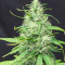 Super Silver Haze Regular seeds