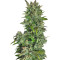 Tyrone Special Auto (Mephisto Genetics)
