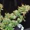 Blue Sherbet S1 strain