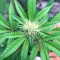 Chempie Seeds