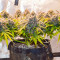 Graines féminisées de Crystal WW Autoflower (EGS)