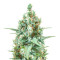 Graines de Godzilla Original Glue GG#4 Auto (Herbies Seeds)