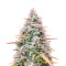 Kush Mints (Herbies Seeds)