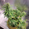 Lemon Haze Auto (Herbies Seeds)