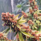Purple Punch OG Seeds (Sweet Seeds)