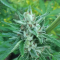 Venta de LSD Auto (Barney's Farm) | Semillas de marihuana feminizadas