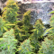 Venta de LSD Auto (Barney's Farm) | Semillas de marihuana feminizadas