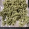 Tangie'matic Seeds