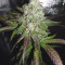 Venta de Lemon Pie Auto (Fast Buds) | Semillas de marihuana feminizadas