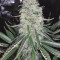 Venta de Sweet ZZ (Sweet Z) (RQS) | Semillas de marihuana feminizadas
