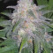 Super Critical Bud CBD Seeds - Cannabis Strain Seeds for Sale