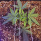 The Incredible Bulk Seeds (Dr. Krippling Seeds) - Cannabis Strain Seeds for Sale
