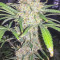 Durban Poison Seeds (Dutch Passion) - Cannabis Strain Seeds for Sale