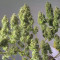 Acquista semi femminizzati Royal Gorilla Automatic di Royal Queen Seeds