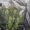 Pure Kush Seeds (Original Sensible Seeds) - Cannabis Strain Seeds for Sale