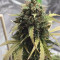 Compre sementes feminizadas de Auto Do-Si-Dos Cookies pela organização 00 Seeds