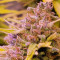 Achetez des graines féminisées Grandmommy Purple par Herbies Seeds