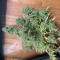Semi di cannabis fem Gelato Auto in vendita