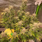 Tangerine Dream (Barney's Farm) Cannabis-Samen zu verkaufen
