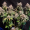 Purple Punch Seeds - Cannabis Strain Seeds for Sale