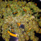 Original Auto Cheese Seeds - Cannabis Strain Seeds for Sale