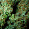 Fast Bud Seeds - Cannabis Strain Seeds for Sale