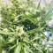 Bruce Banner Auto (Herbies Seeds)