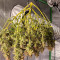 Pineapple Express #2 fem: seeds for sale, strain information and customer reviews