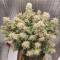 DDoS #33 Seeds (Herbies Seeds) - Cannabis Strain Seeds for Sale