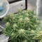 Venta de LSD Auto (Barney's Farm) | Semillas de marihuana feminizadas