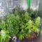 3 Bears OG Auto Seeds