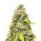 Amnesia Auto