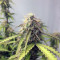 Semillas feminizadas Big Bud (Seedstockers)