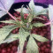 Blue Dream Seeds (Blimburn Seeds)