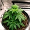 Bruce Banner Seeds
