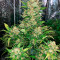 Bubblegum Auto