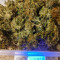 Buddha Magnum Auto feminized seeds