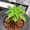 Godfather OG (Herbies Seeds)