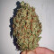 Gorilla Z Seeds