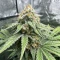 Graines de cannabis Hybrid X (Cream of the Crop Seeds)