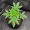 Lemon O.G. Seeds