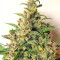 Graines de cannabis Malawi x PCK Regular (Ace Seeds)