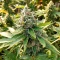 Medi Bomb 2 Seeds