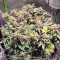 Mimosa EVO Seeds (Barney’s Farm)