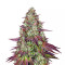 Mimosa EVO Seeds (Barney’s Farm)