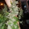 Moonshine Mass (Critical Mass Collective Seeds)