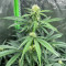 Graines de Purple Juice Auto (Herbies Seeds)
