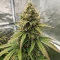 Raspberry Waffle CBD feminized seeds