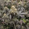 RS11 x Banana OG Seeds (Barney's Farm)