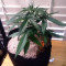 Graines de cannabis Stardawg (Blackskull Seeds)